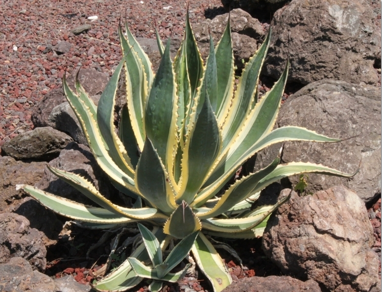 century agave in sedona