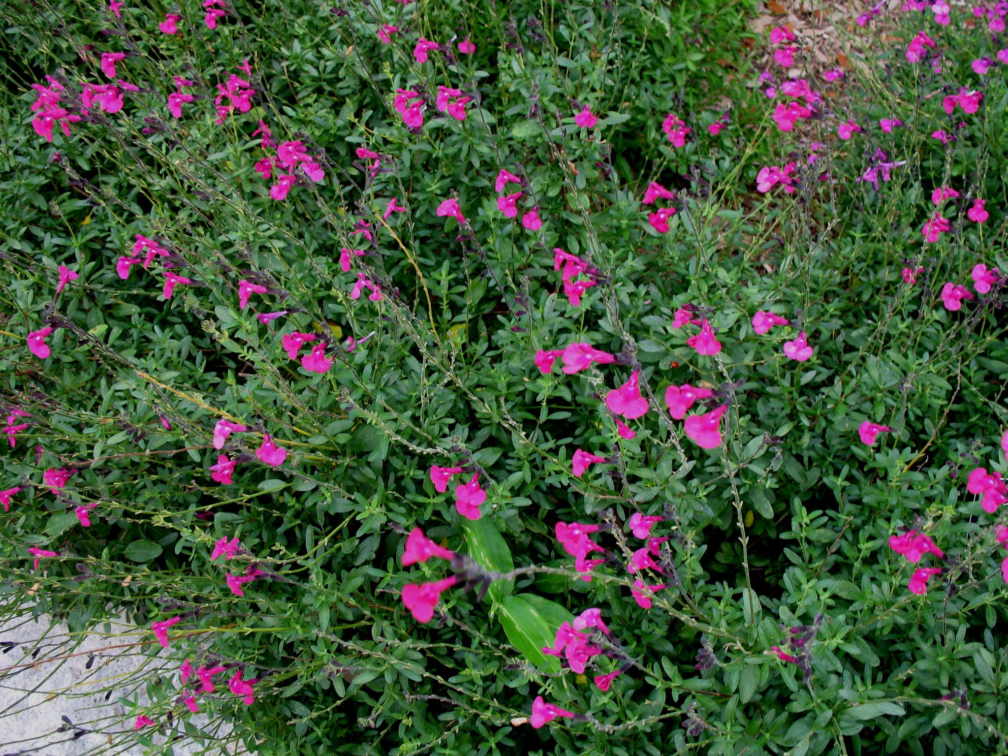 Image gallery image
