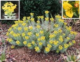 Yellow flowering Euphorbia regens or Gopher Plant with gray green leaves - evergreen.