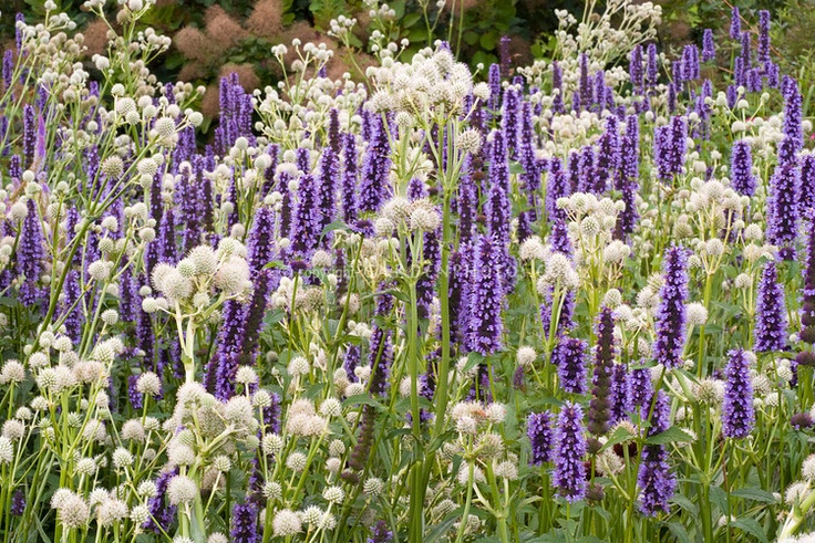 Hummingbird plants for Sedona