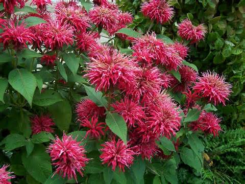 Hummingbird plants for Sedona