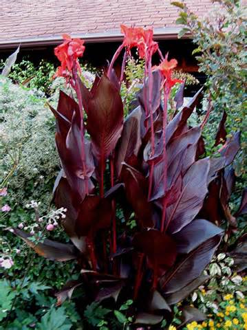 Hummingbird plants for Sedona