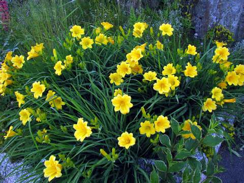 Hummingbird plants for Sedona