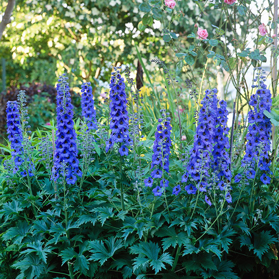 Hummingbird plants for Sedona