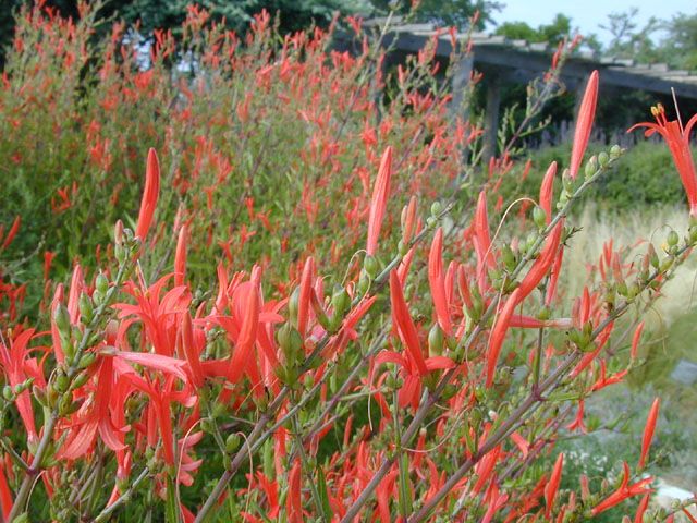 Hummingbird plants for Sedona