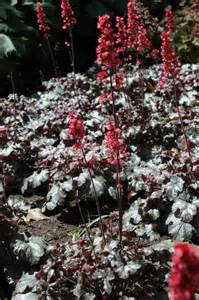 Hummingbird plants for Sedona