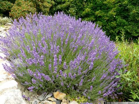 Hummingbird plants for Sedona