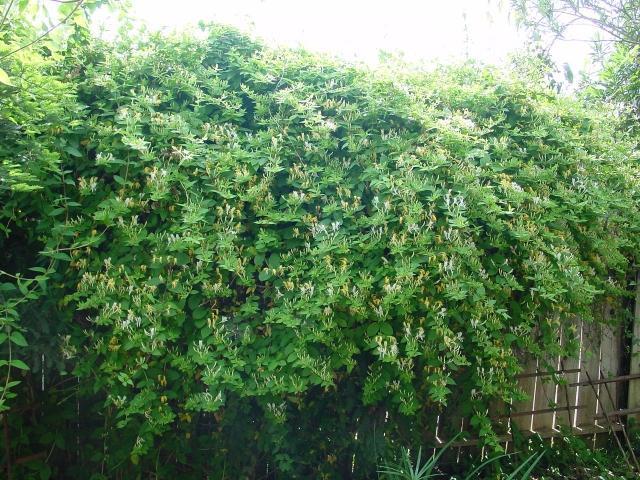Hummingbird plants for Sedona