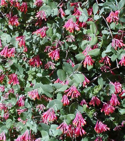 Hummingbird plants for Sedona