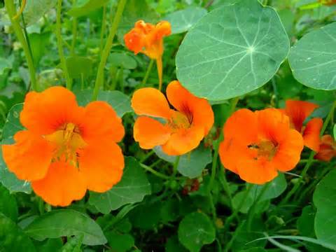Hummingbird plants for Sedona