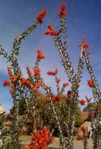 Hummingbird plants for Sedona