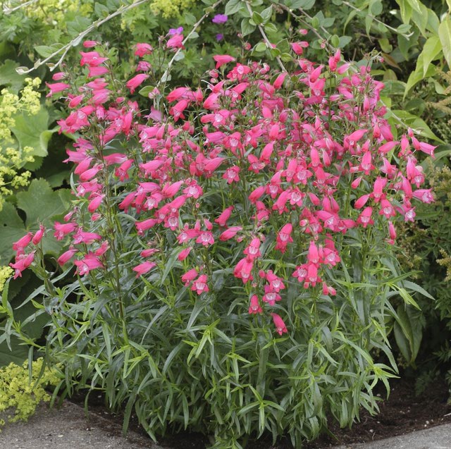 Hummingbird plants for Sedona