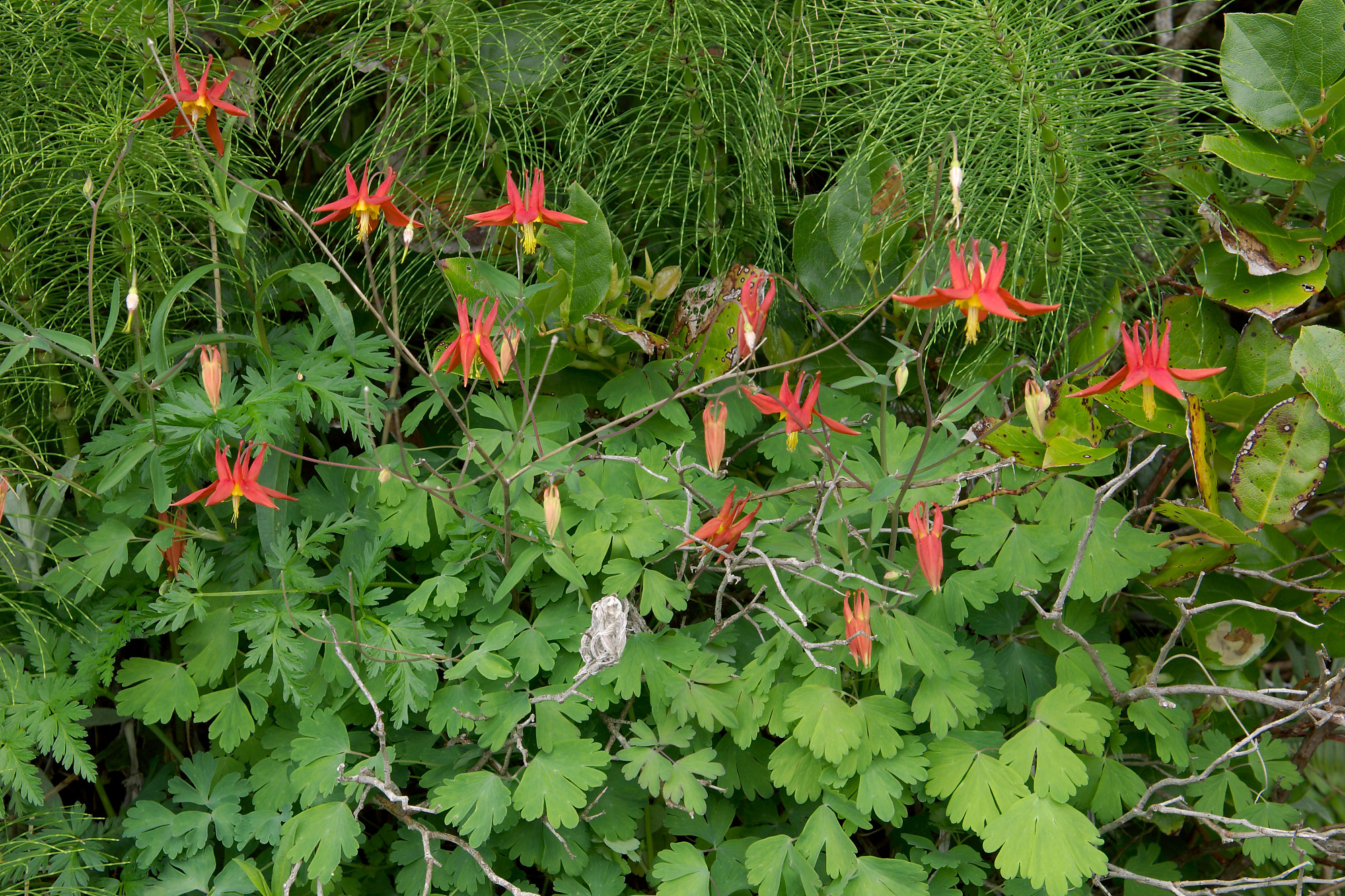 Hummingbird plants for Sedona