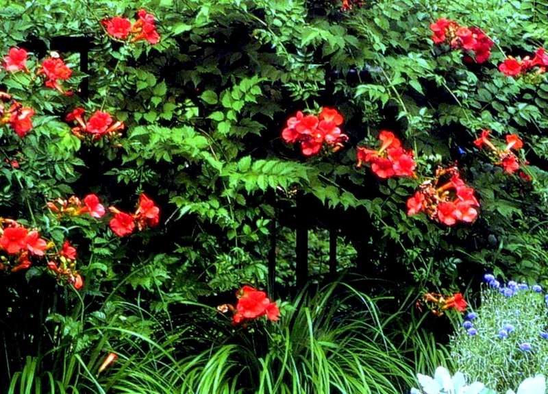 Hummingbird plants for Sedona