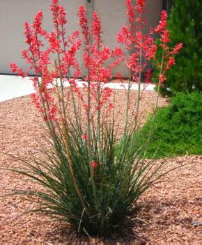 Hummingbird plants for Sedona