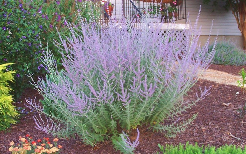 Hummingbird plants for Sedona