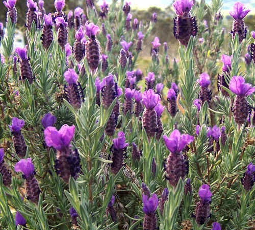 HUmmingbird plants for Sedona