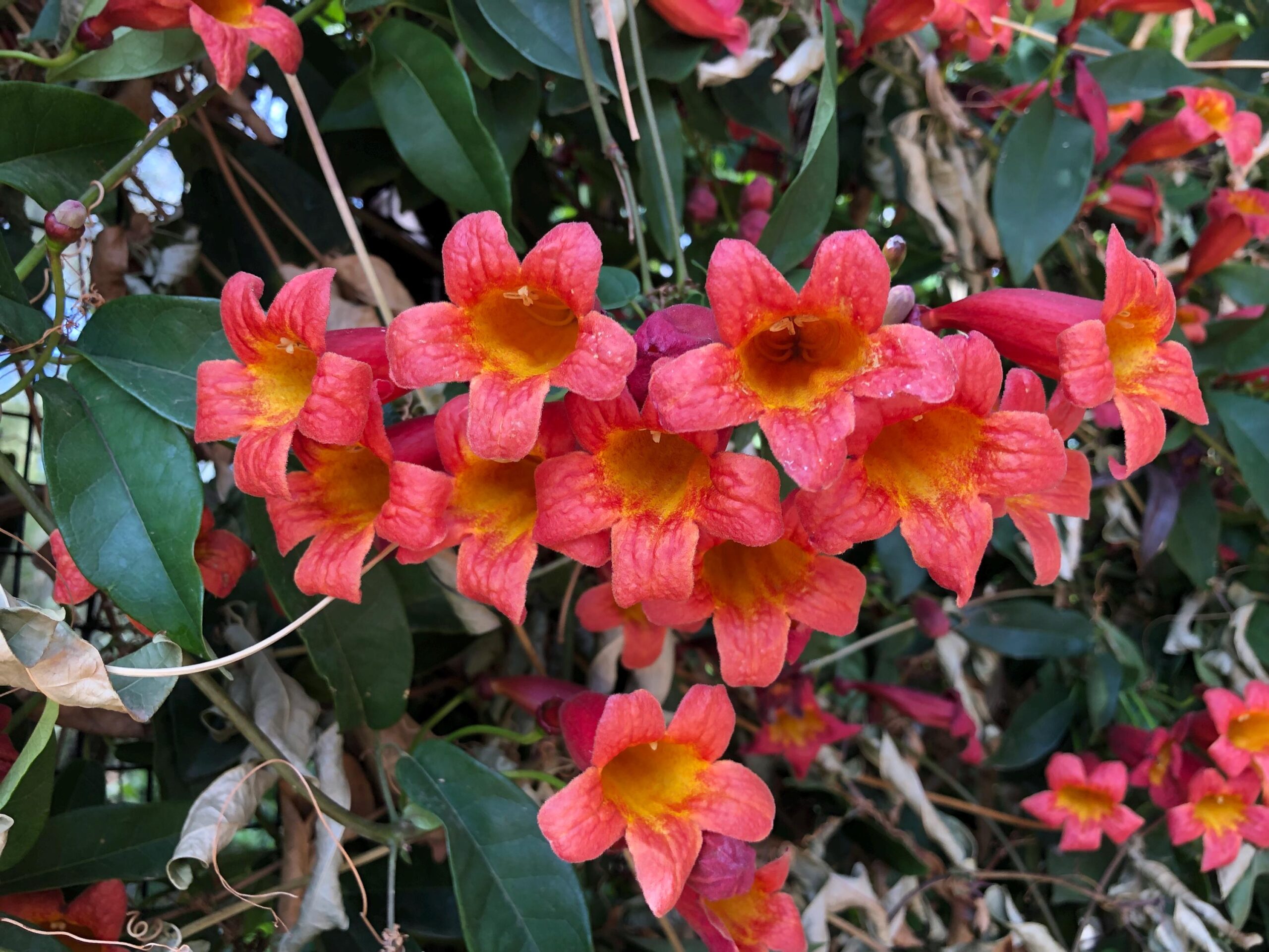 HUmmingbird plants for Sedona