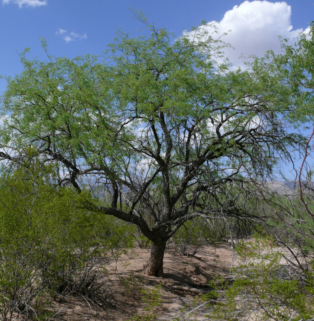 Native Mesquite tree