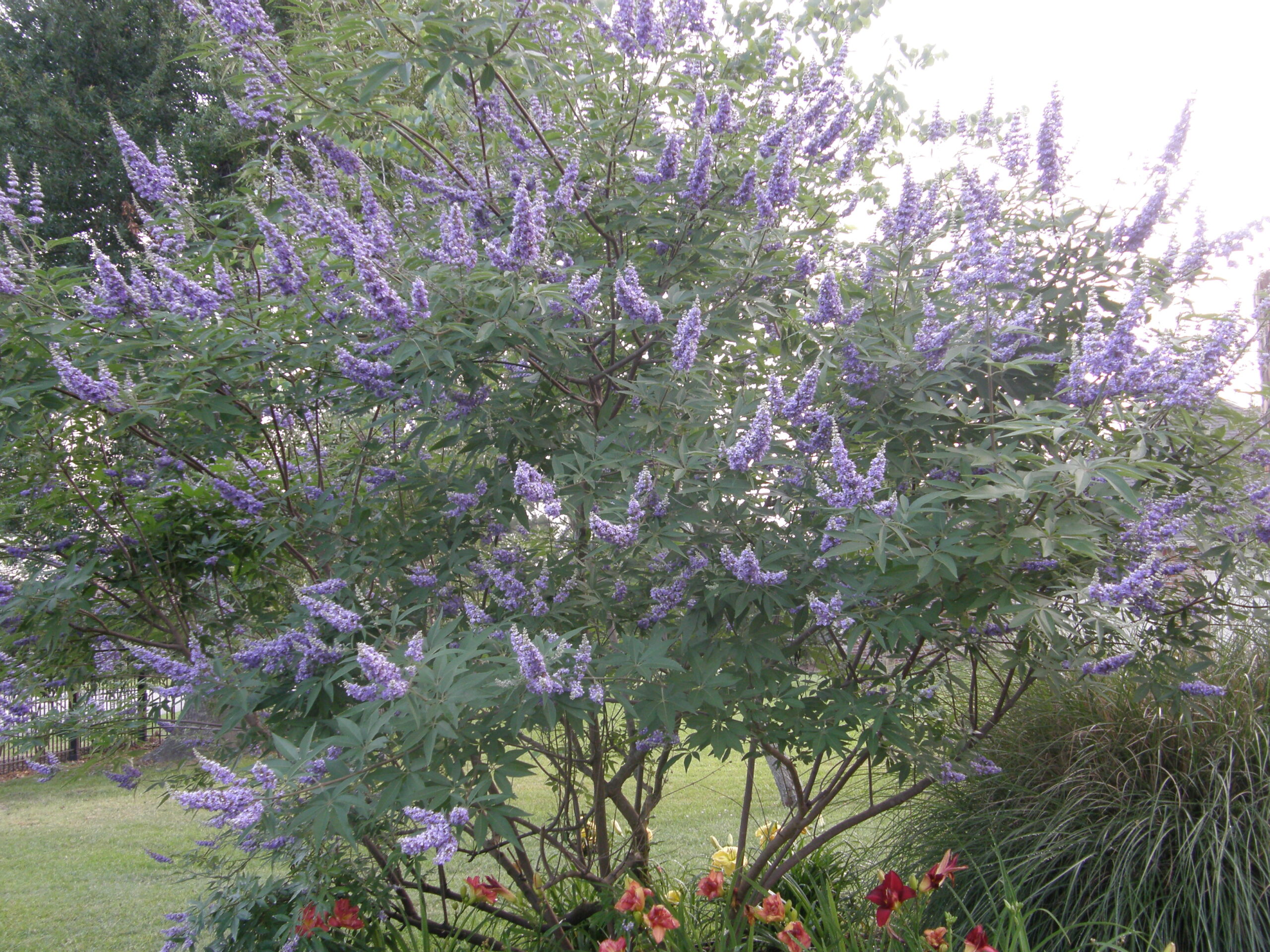 Hummingbird plants for Sedona