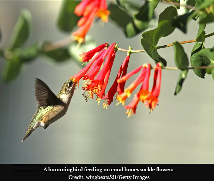 Hummingbird plants for Sedona