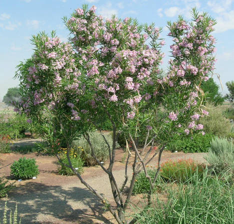 Hummingbird plants for Sedona