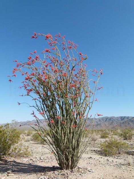 Ocotillo is native to Sedona