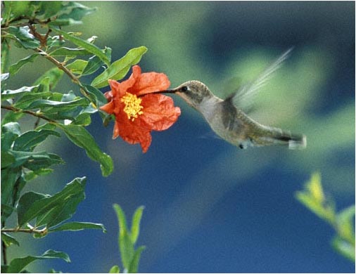 Hummingbird plants for Sedona