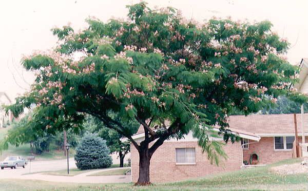 Hummingbird plants for Sedona