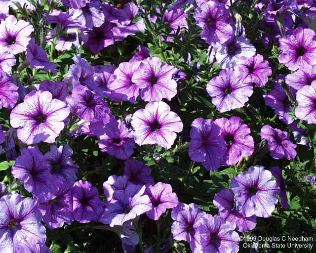 Hummingbird plants for Sedona