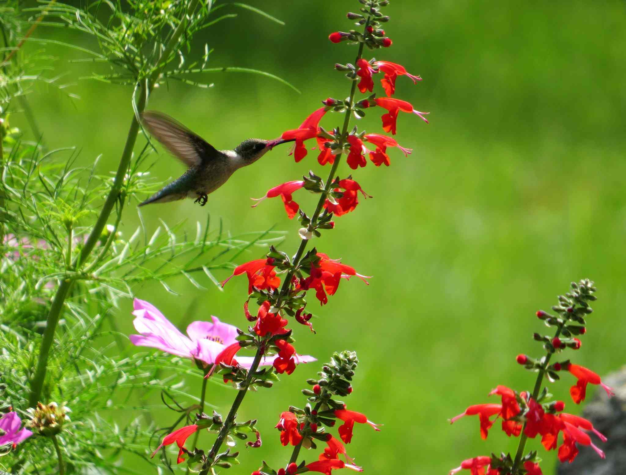 Hummingbird plants for Sedona